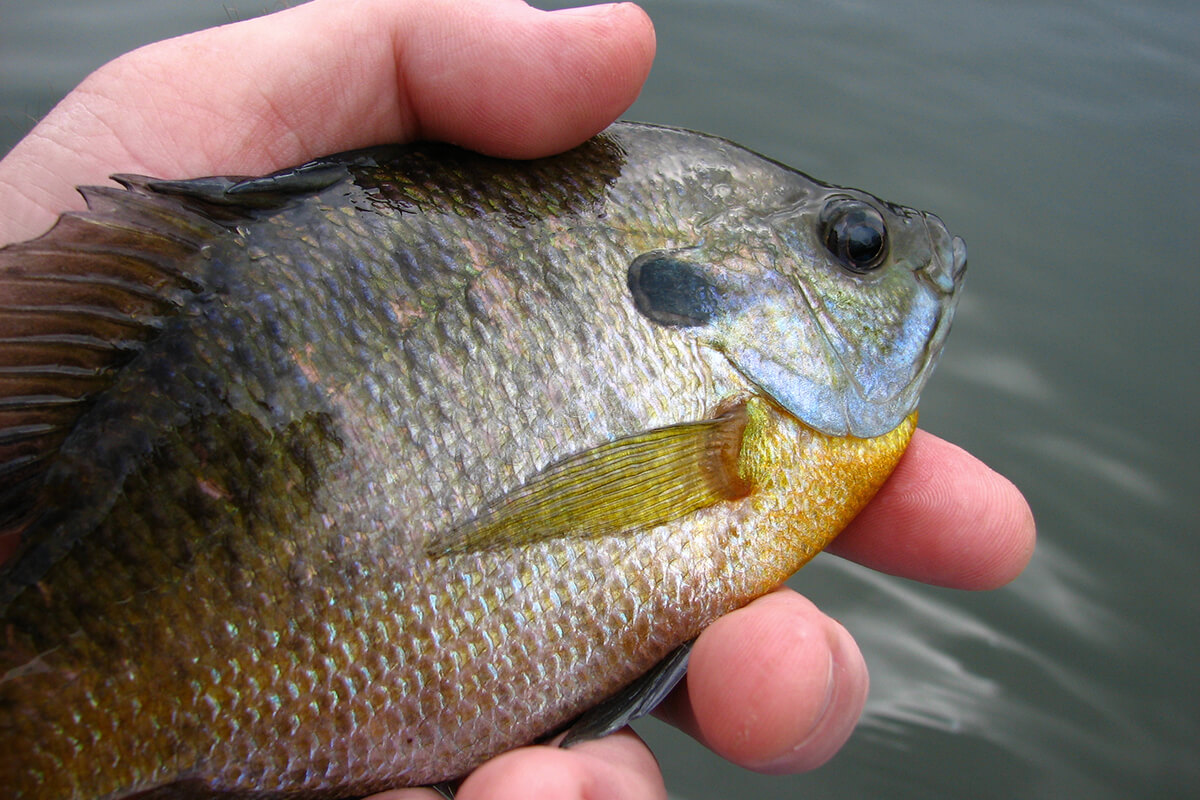Hand holding bluegill