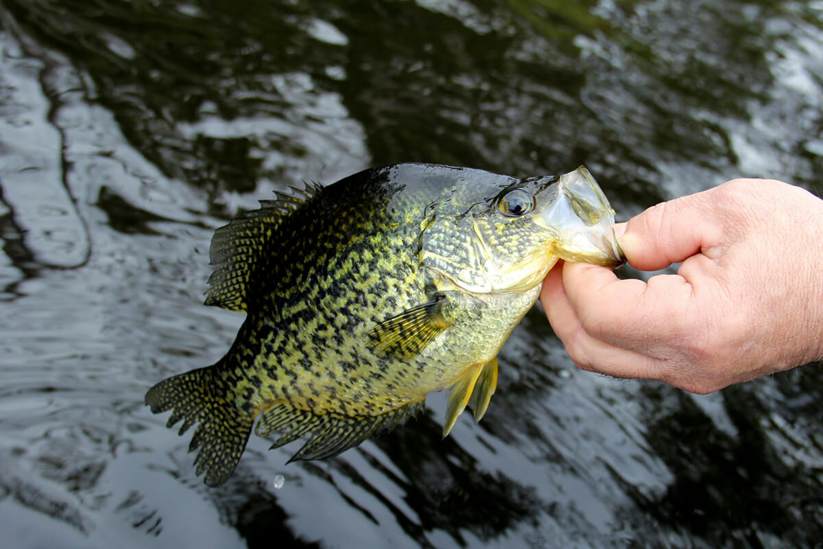 Hand holding black crappie
