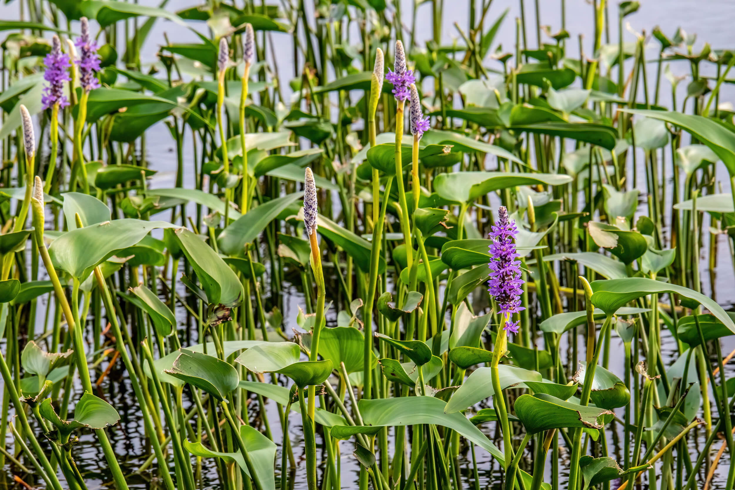 Pickerelweed in pond