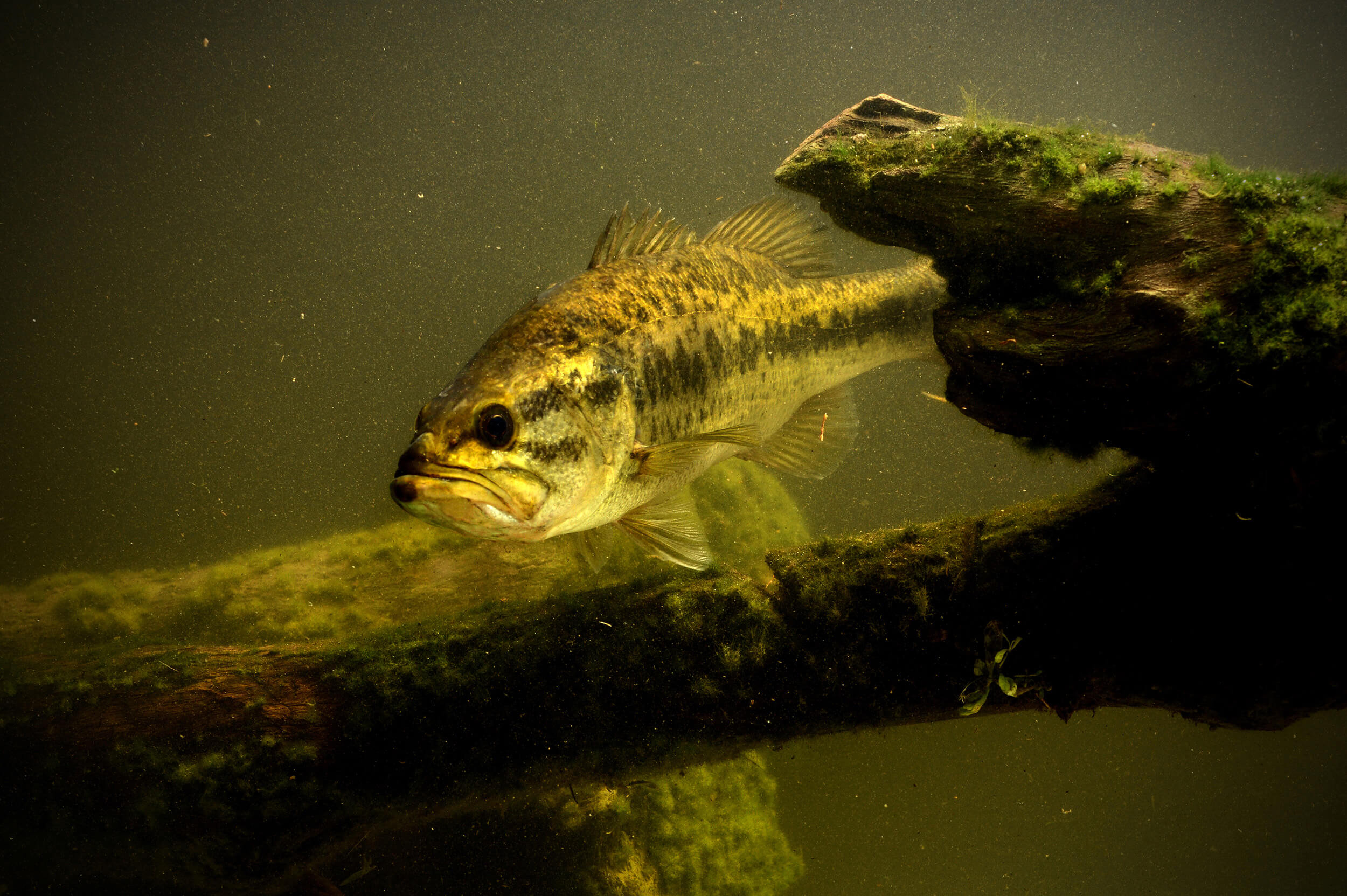 Largemouth bass underwater