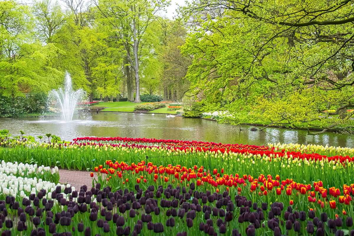 Tulip garden overlooking pond