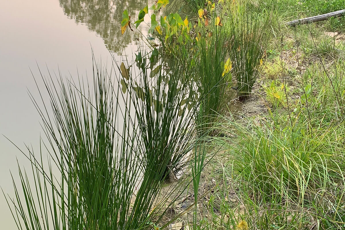 Wetland plants along shoreline