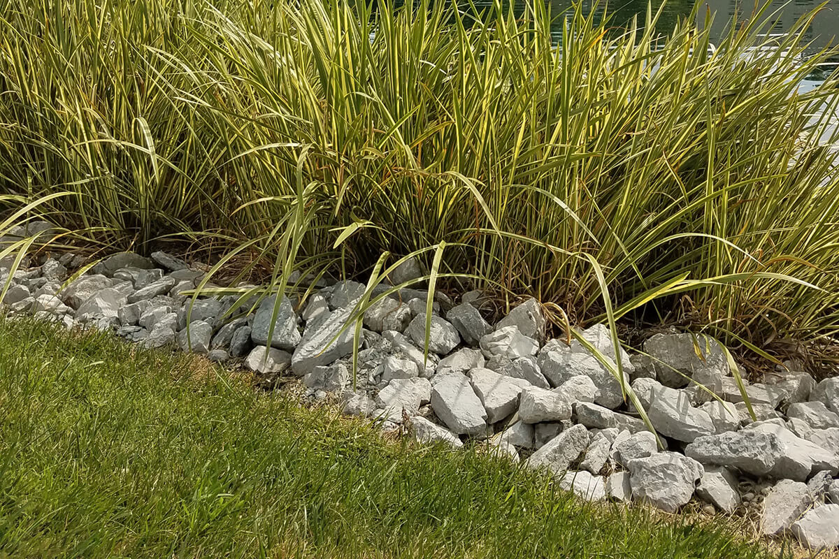 Rocks and plants along shoreline