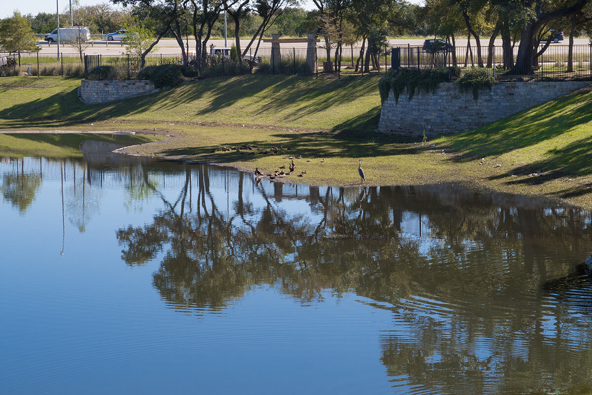 Mudflat area with ducks