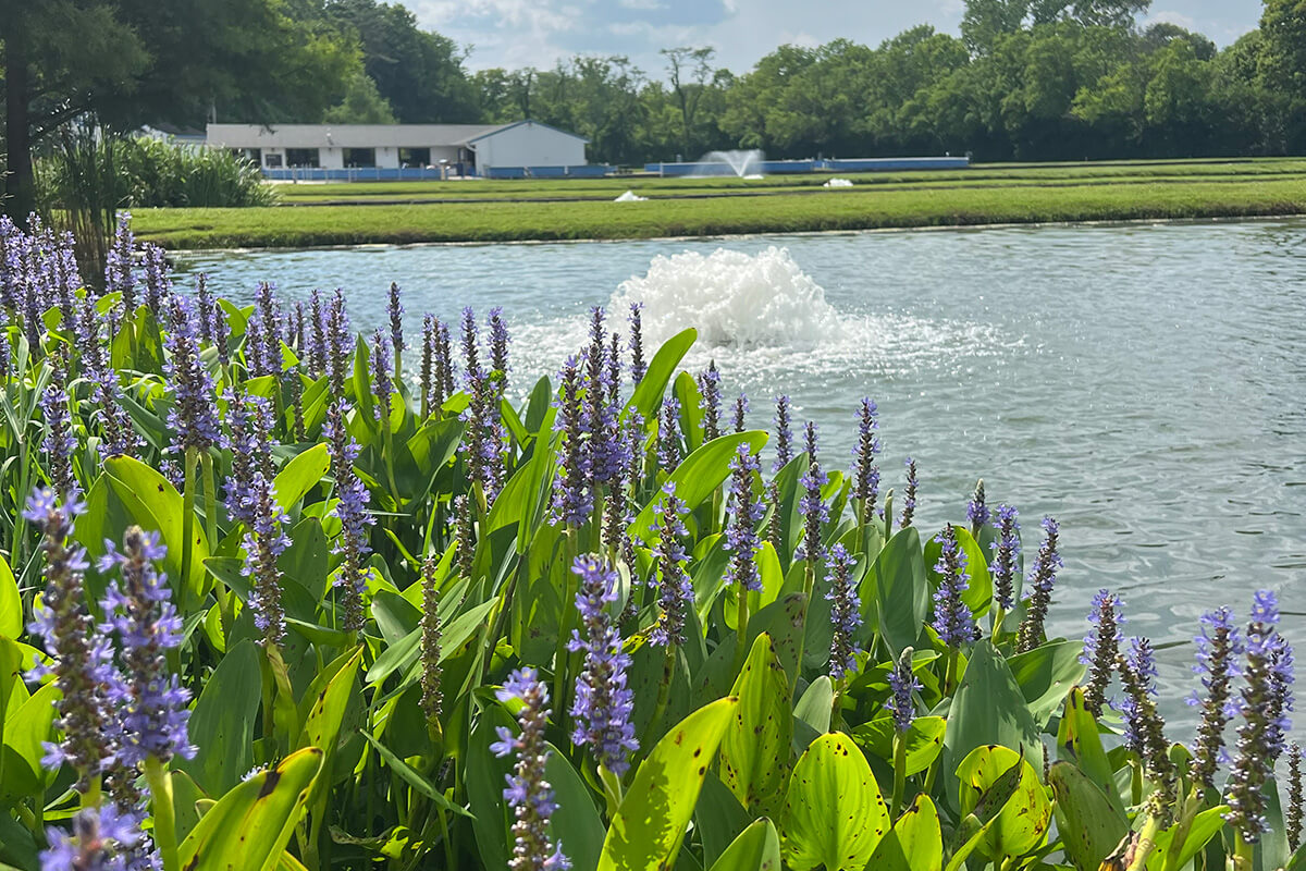 Pickerelweed on pond shoreline