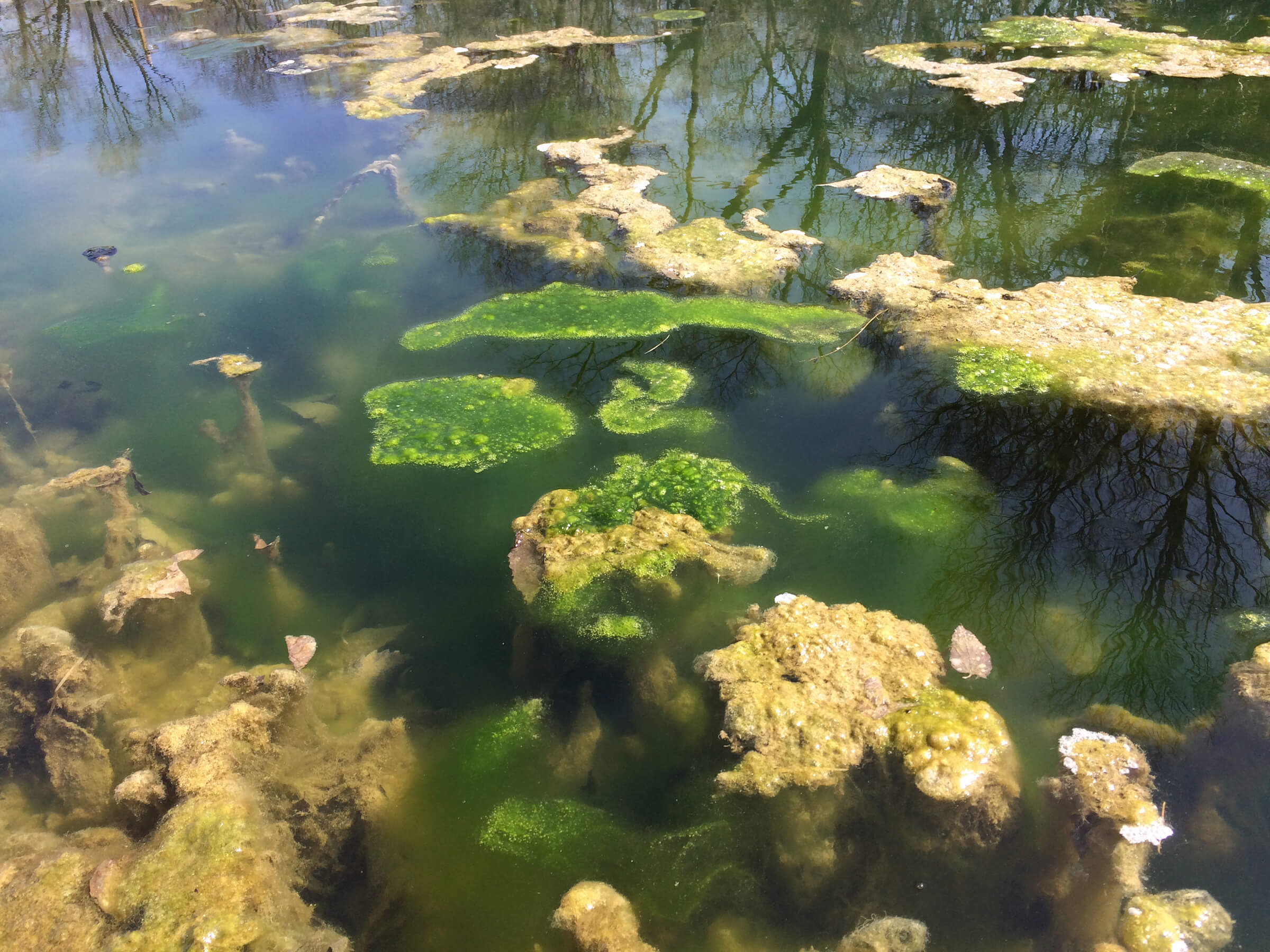 Filamentous algae